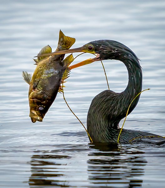 Anhinga